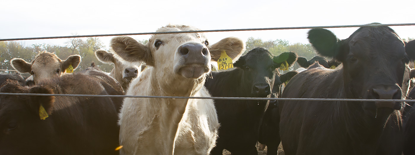 Feedlot Cameras